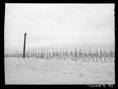 Cornfield. Grundy County, Iowa, 1940