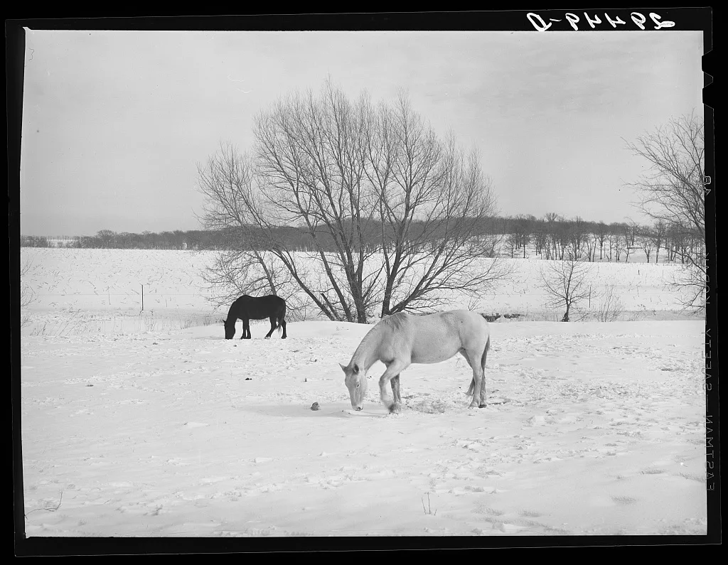 Horses in snow-covered pasture. Marshall County, Iowa, 1940