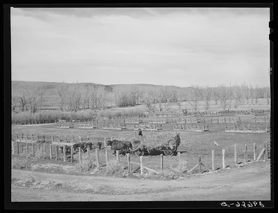 [Untitled photo, possibly related to: Feeding cattle. Horshoe Ranch,…, Nevada, 1940
