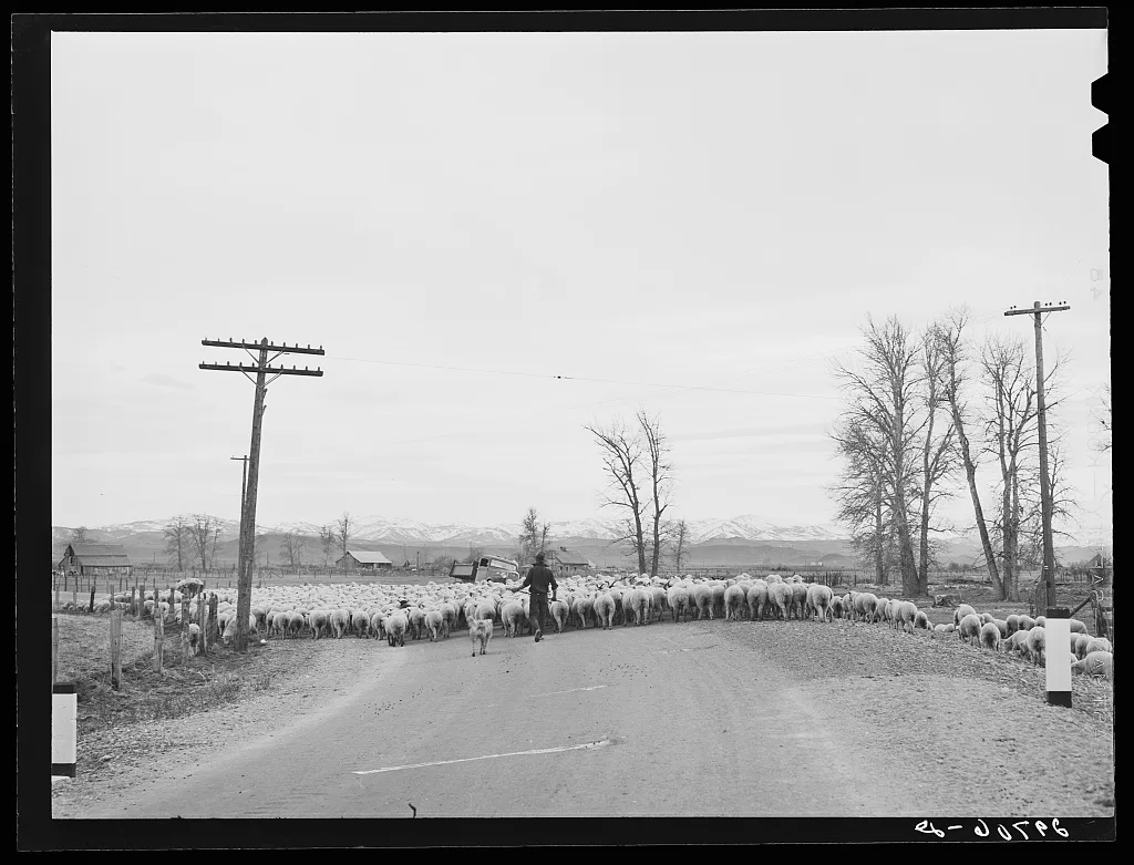Sheep on highway. Douglas County, Nevada, 1940