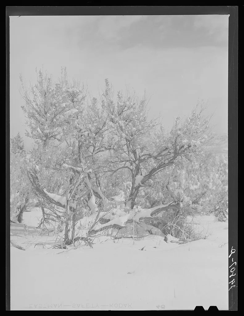 Snow on sagebrush. Ormsby County, Nevada, 1940