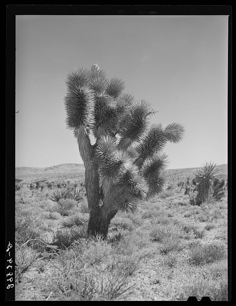 Joshua tree. Clark County, Nevada, 1940