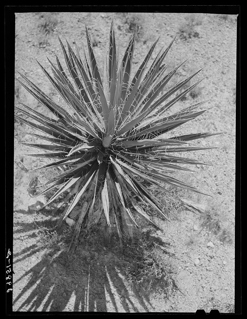 Yucca. Clark County, Nevada, 1940
