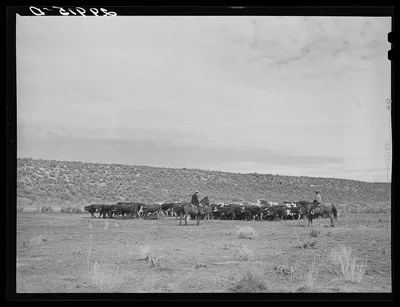 [Untitled photo, possibly related to: Rounding up of cattle. Elko…, Nevada, 1940