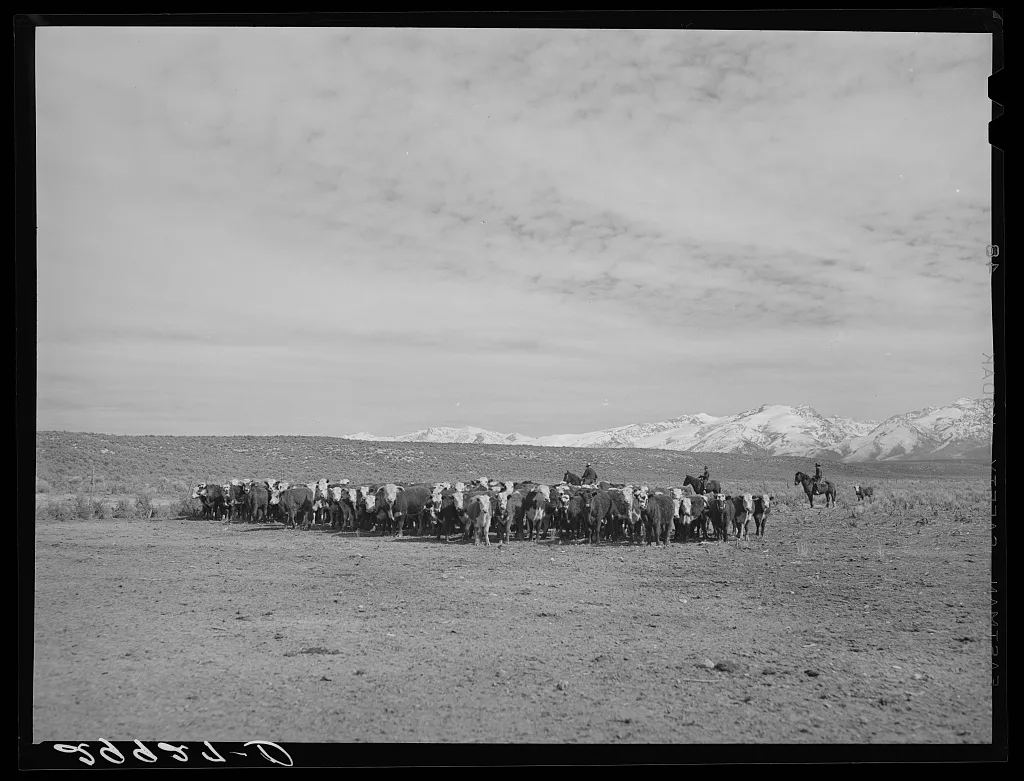 Rounding up of cattle. Elko County, Nevada, 1940