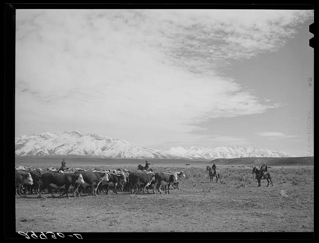 Rounding up of cattle. Elko County, Nevada, 1940