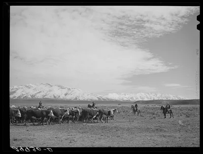Rounding up of cattle. Elko County, Nevada, 1940