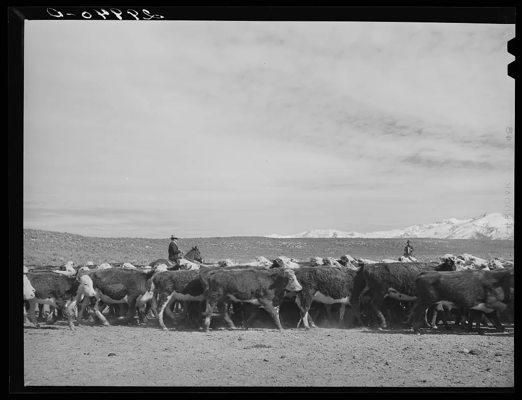 [Untitled photo, possibly related to: Rounding up of cattle. Elko…, Nevada, 1940
