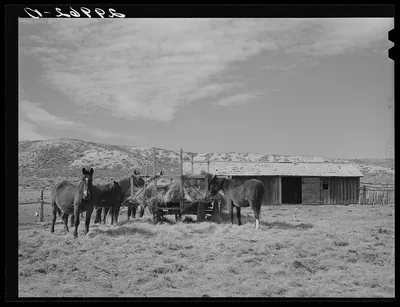 Horses feeding at haywagon. Elko County, Nevada, 1940