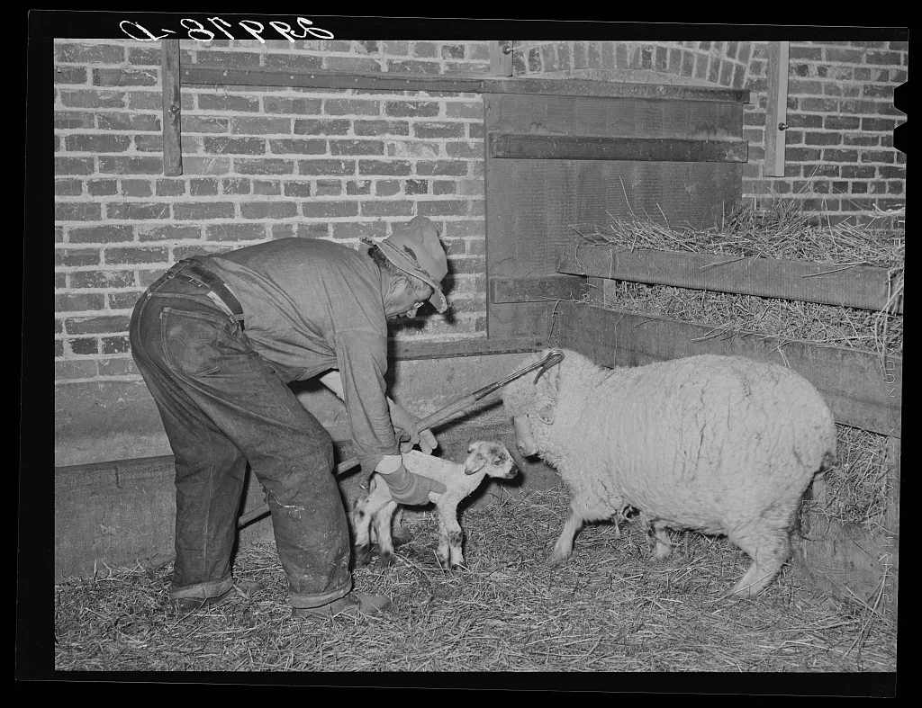 Sheepherder with new born lamb and ewe in lambing shed. Dangberg…, Nevada, 1940