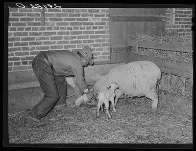 [Untitled photo, possibly related to: Sheepherder with new born lamb…, Nevada, 1940