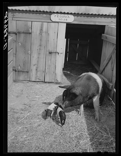 Brood sow with pigs. Dangberg Ranch, Douglas County, Nevada, 1940