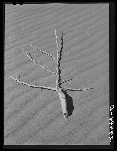 Sagebrush on sand dune. Nye County, Nevada, 1940