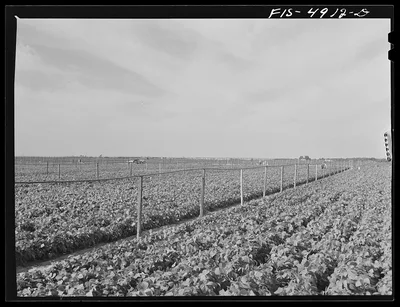 Bridgeton, New Jersey. Seabrook Farms. Irrigated bean field, 1942